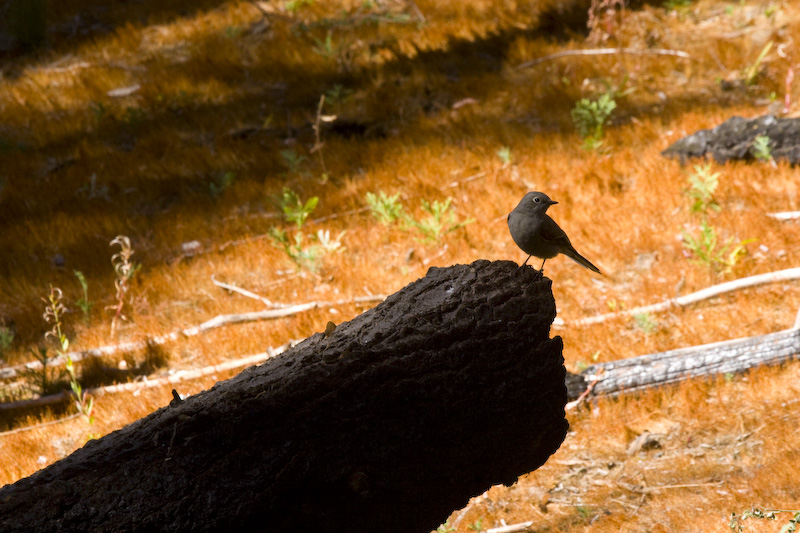 Townsends Solitaire On Burnt Log